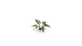 GamersGrass - Laser Plants - Lords-and-Ladies