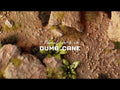 GamersGrass - Laser Plants - Dumb Cane
