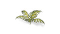 GamersGrass - Laser Plants - Bracken