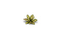 GamersGrass - Laser Plants - Dumb Cane