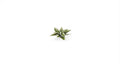 GamersGrass - Laser Plants - Plantain Lily