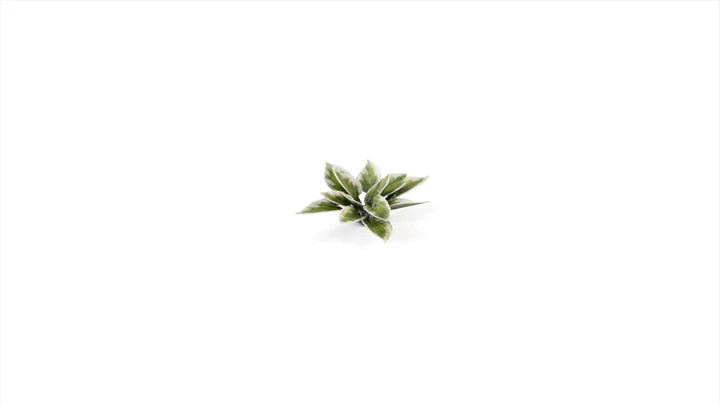 GamersGrass - Laser Plants - Plantain Lily