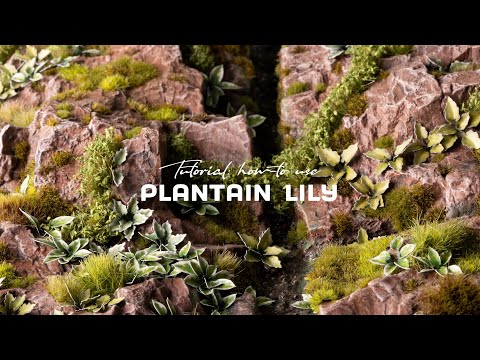 GamersGrass - Laser Plants - Plantain Lily