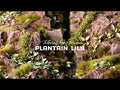 GamersGrass - Laser Plants - Plantain Lily